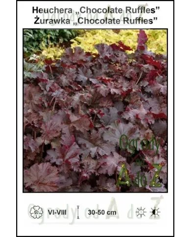 Heuchera-Chocolate-Ruffles.jpg Heuchera-Chocolate-Ruffles.jpg
