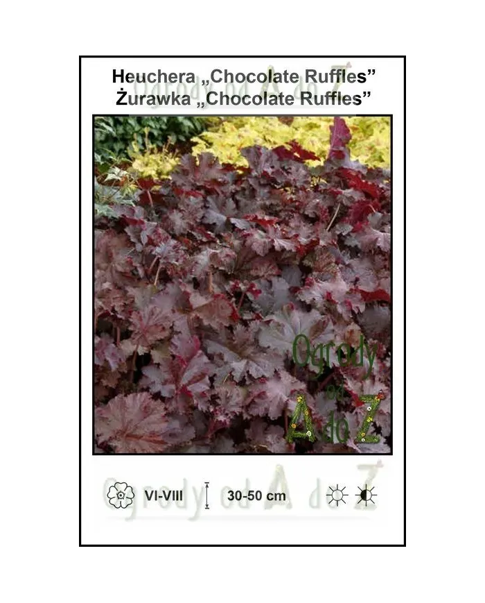 Heuchera-Chocolate-Ruffles.jpg