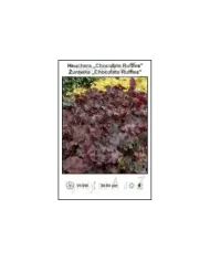Heuchera-Chocolate-Ruffles.jpg