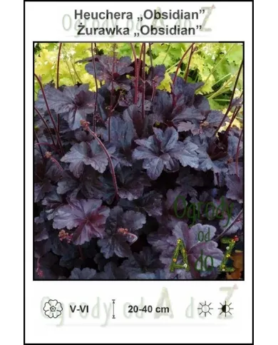 Heuchera-Obsidian.jpg Heuchera-Obsidian.jpg