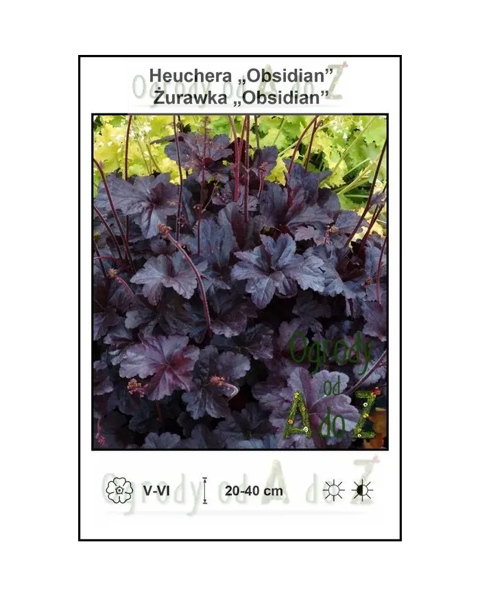 Heuchera-Obsidian.jpg