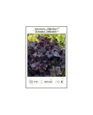 Heuchera-Obsidian.jpg