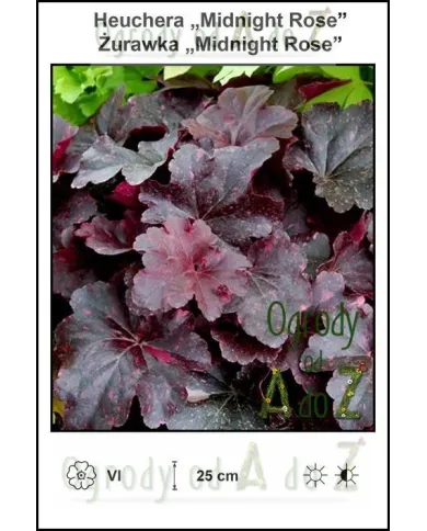 Heuchera-Midnight-Rose.jpg Heuchera-Midnight-Rose.jpg