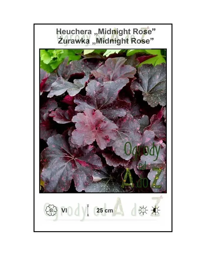 Heuchera-Midnight-Rose.jpg