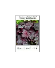 Heuchera-Midnight-Rose.jpg