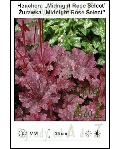 Heuchera-Midnight-Rose-Select.jpg Heuchera-Midnight-Rose-Select.jpg