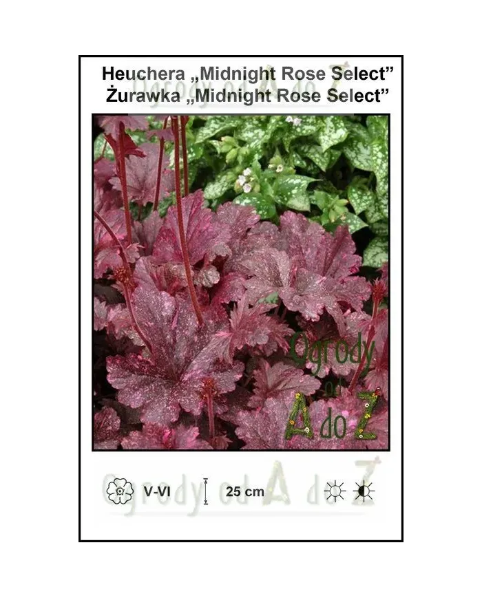 Heuchera-Midnight-Rose-Select.jpg