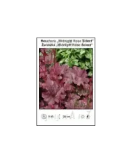 Heuchera-Midnight-Rose-Select.jpg