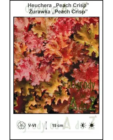 Heuchera-Peach-Crisp.jpg Heuchera-Peach-Crisp.jpg