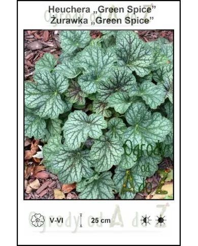 Heuchera-Green-Spice.jpg Heuchera-Green-Spice.jpg