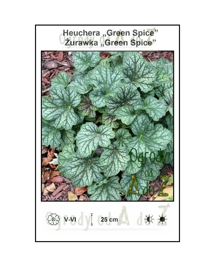 Heuchera-Green-Spice.jpg