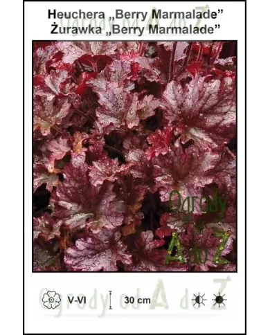 Heuchera-Berry-Marmalade.jpg Heuchera-Berry-Marmalade.jpg