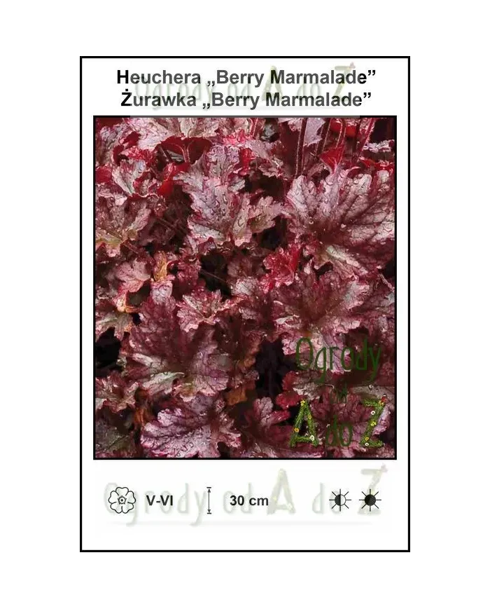Heuchera-Berry-Marmalade.jpg