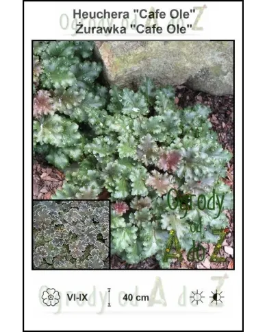 Heuchera-Cafe-Ole.jpg Heuchera-Cafe-Ole.jpg