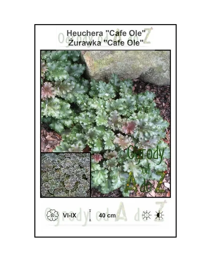Heuchera-Cafe-Ole.jpg