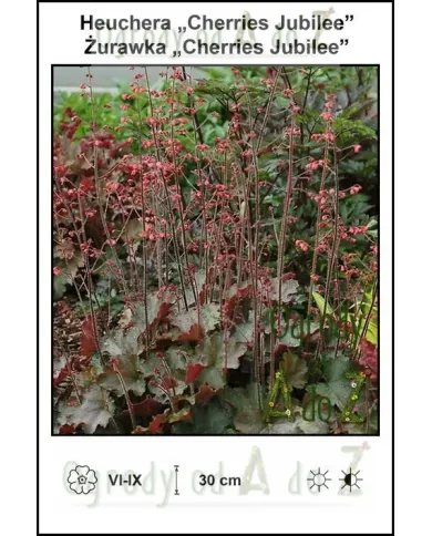 Heuchera-Cherries-Jubilee.jpg Heuchera-Cherries-Jubilee.jpg