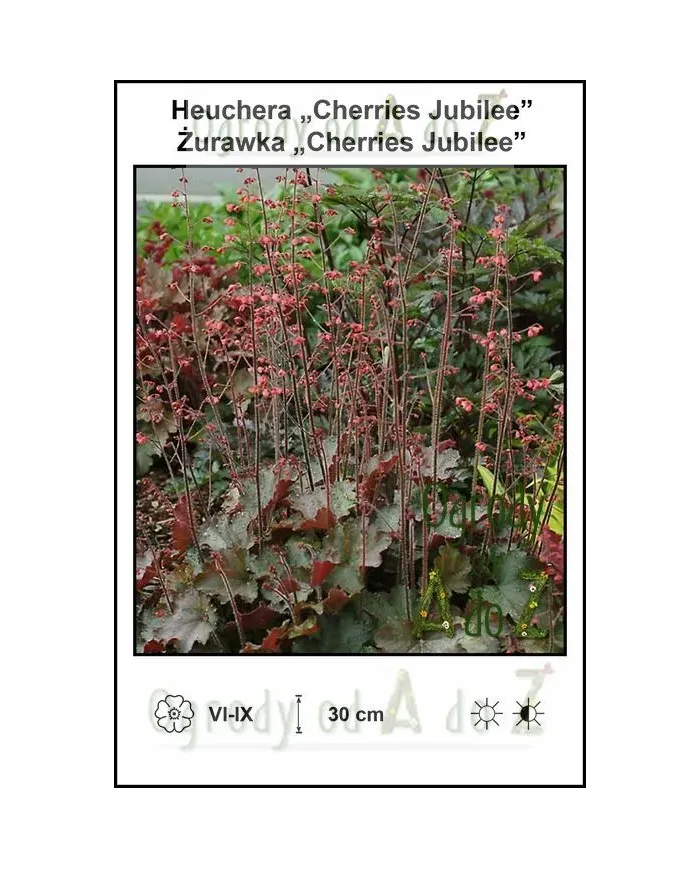 Heuchera-Cherries-Jubilee.jpg