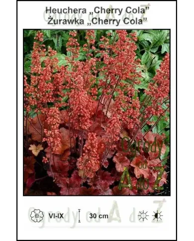Heuchera-Cherry-Cola.jpg Heuchera-Cherry-Cola.jpg