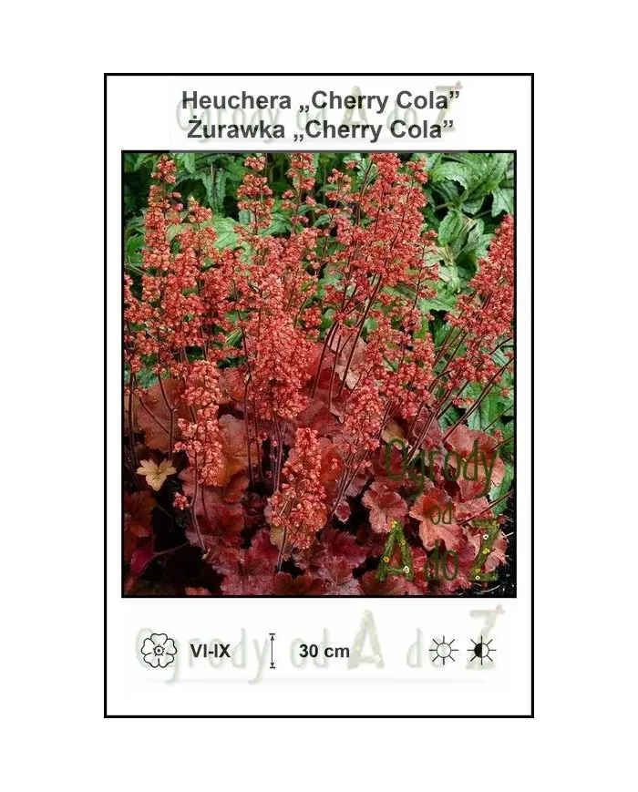 Heuchera-Cherry-Cola.jpg