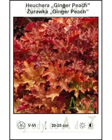Heuchera-Ginger-Peach.jpg Heuchera-Ginger-Peach.jpg