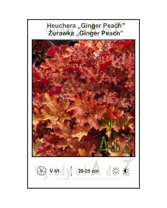 Heuchera-Ginger-Peach.jpg