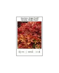 Heuchera-Ginger-Peach.jpg