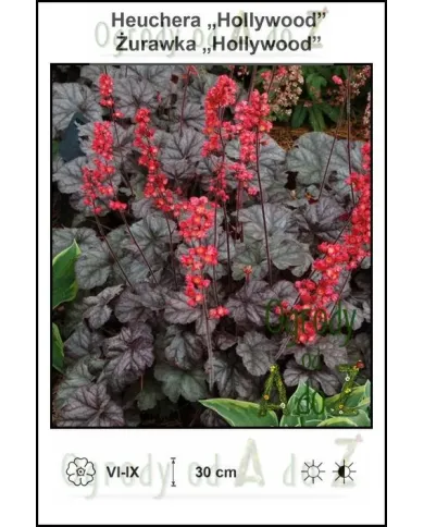 Heuchera-Hollywood.jpg Heuchera-Hollywood.jpg