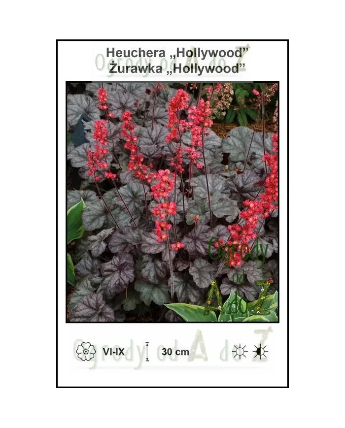 Heuchera-Hollywood.jpg