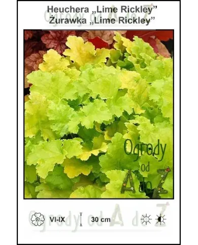 Heuchera-Lime-Rickley.jpg Heuchera-Lime-Rickley.jpg
