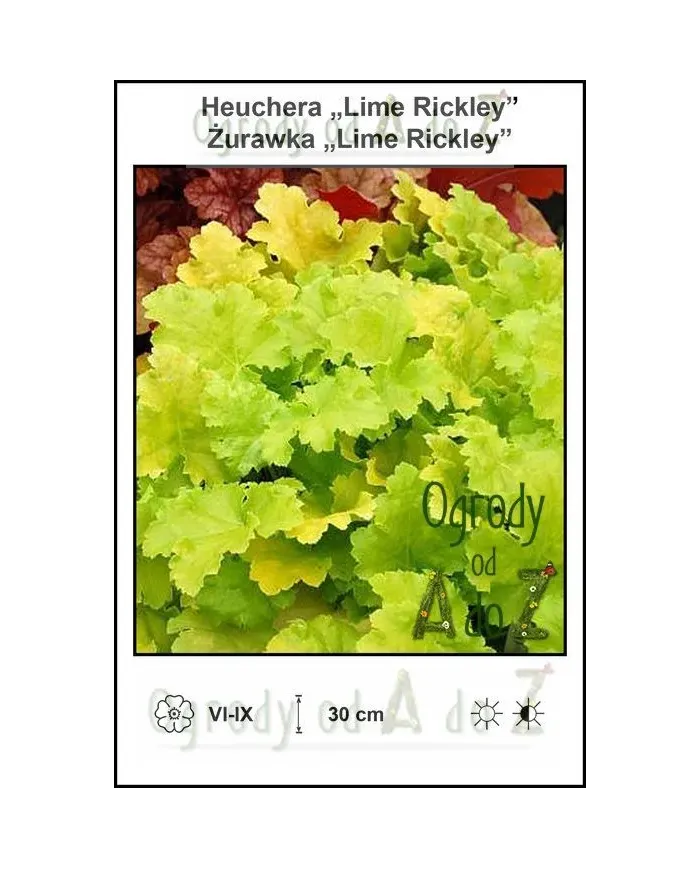 Heuchera-Lime-Rickley.jpg