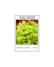 Heuchera-Lime-Rickley.jpg