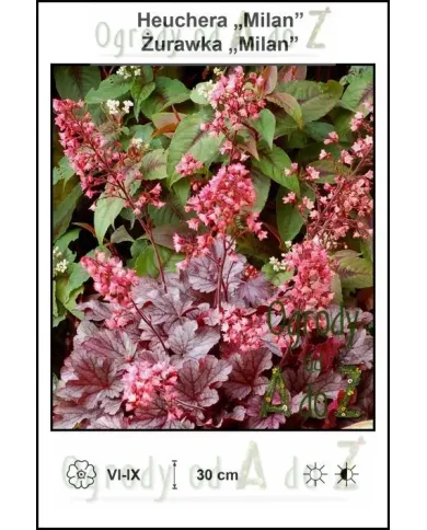 Heuchera-Milan.jpg Heuchera-Milan.jpg