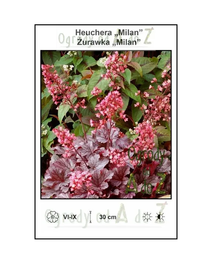 Heuchera-Milan.jpg