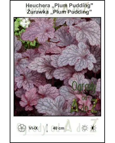 Heuchera-Plum-Pudding.jpg Heuchera-Plum-Pudding.jpg