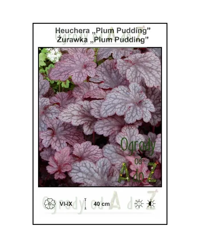 Heuchera-Plum-Pudding.jpg