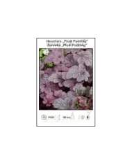 Heuchera-Plum-Pudding.jpg