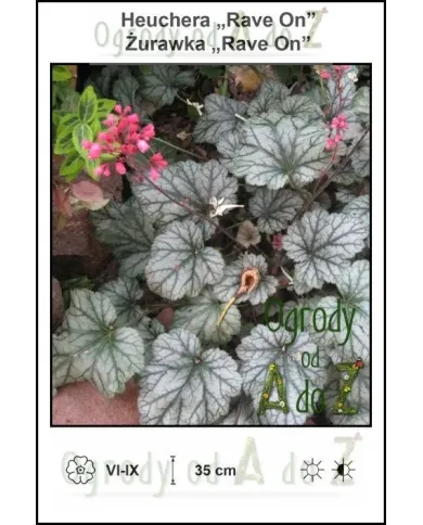 Heuchera-Rave-On.jpg Heuchera-Rave-On.jpg
