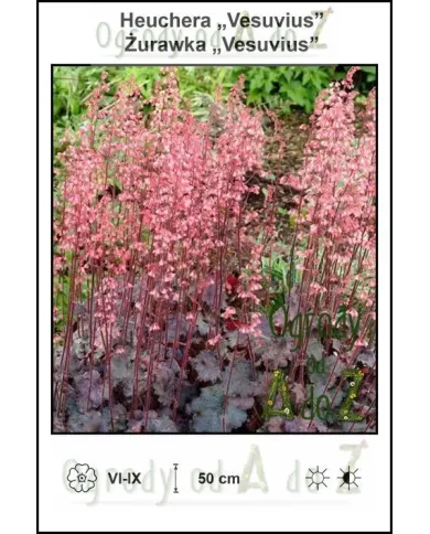 Heuchera-Vesuvius.jpg Heuchera-Vesuvius.jpg