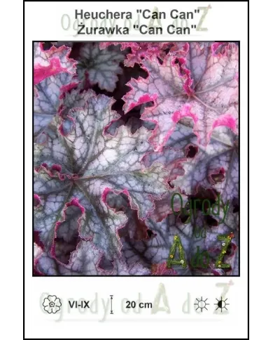 Heuchera-Can-Can.jpg Heuchera-Can-Can.jpg