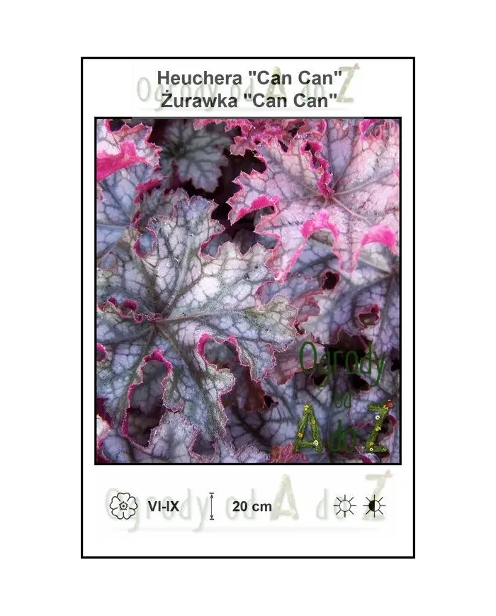 Heuchera-Can-Can.jpg