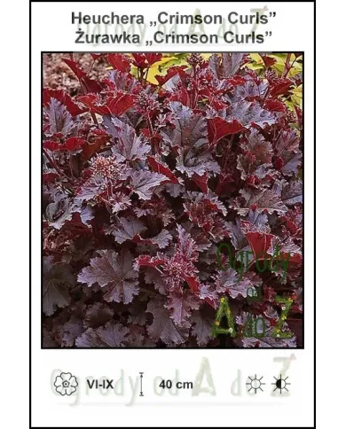 Heuchera-Crimson-Curls.jpg Heuchera-Crimson-Curls.jpg