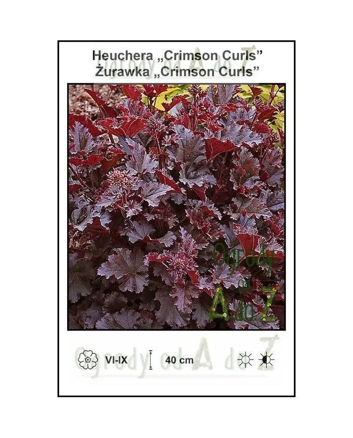 Heuchera-Crimson-Curls.jpg