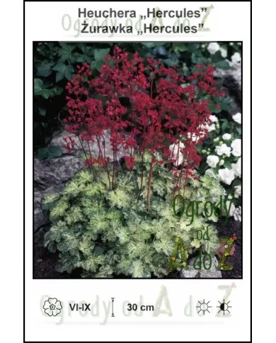 Heuchera-Hercules.jpg Heuchera-Hercules.jpg