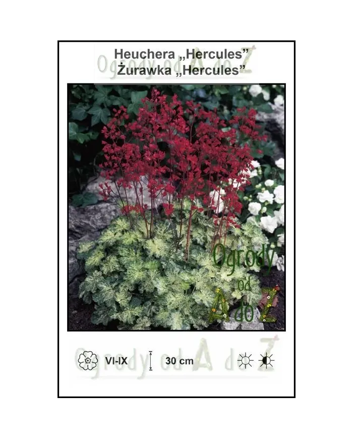 Heuchera-Hercules.jpg