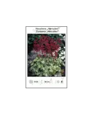 Heuchera-Hercules.jpg