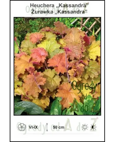Heuchera-Kassandra.jpg Heuchera-Kassandra.jpg