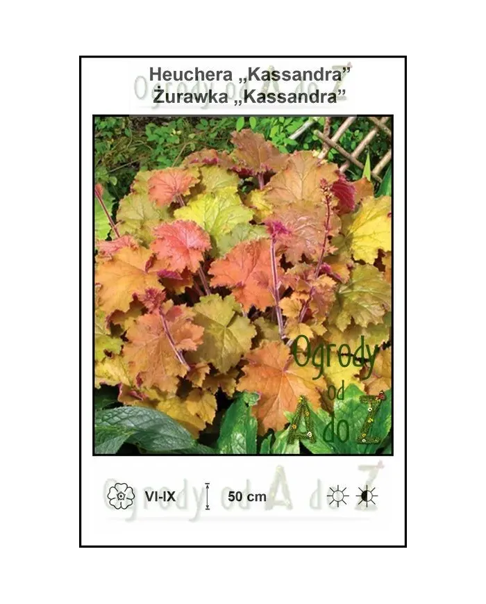 Heuchera-Kassandra.jpg