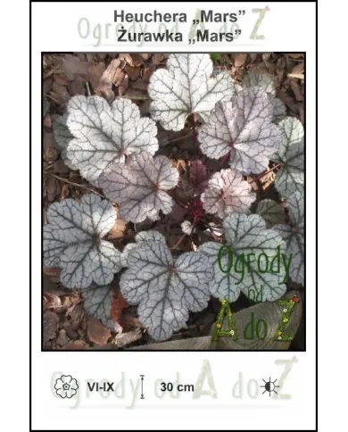 Heuchera-Mars.jpg Heuchera-Mars.jpg