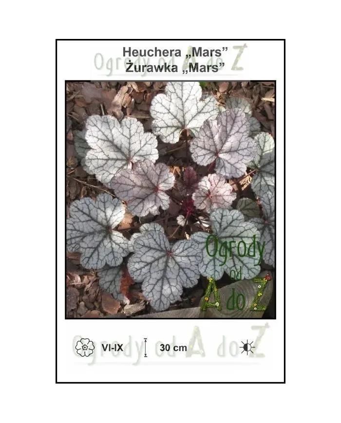 Heuchera-Mars.jpg