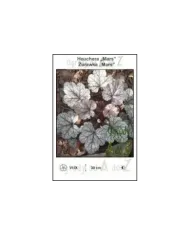 Heuchera-Mars.jpg